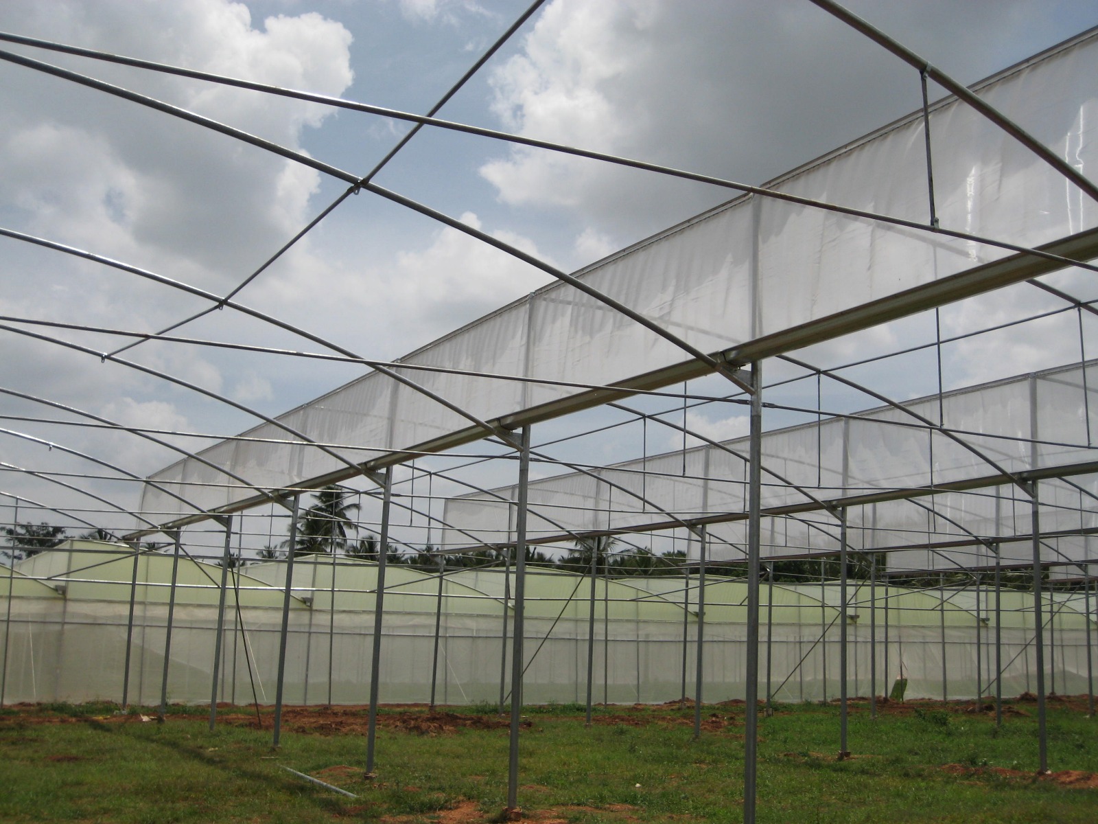 Greenhouse Project 30